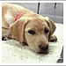 Why is this Puppy in Prison?